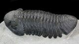 Drotops Trilobite - Top Quality Specimen #39384-5